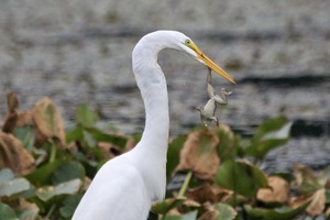 An Egret's Dinner