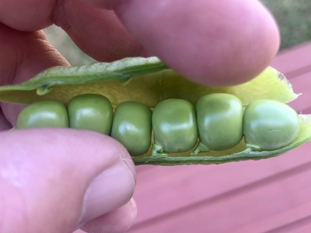 Fresh peas